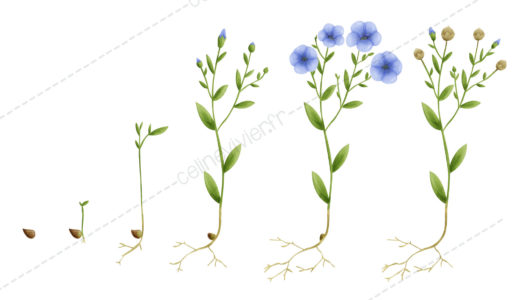 illustration plante Celine Vivier Graphiste Illustrateur jeux éducatifs pedagogiques Lyon