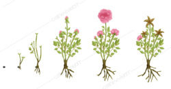 illustration plante Celine Vivier Graphiste Illustrateur jeux éducatifs pedagogiques Lyon