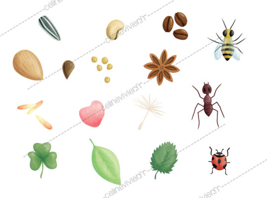 livret d'activités et jeux graines et insectes Celine Vivier Illustrateur jeux éducatifs pedagogiques Lyon